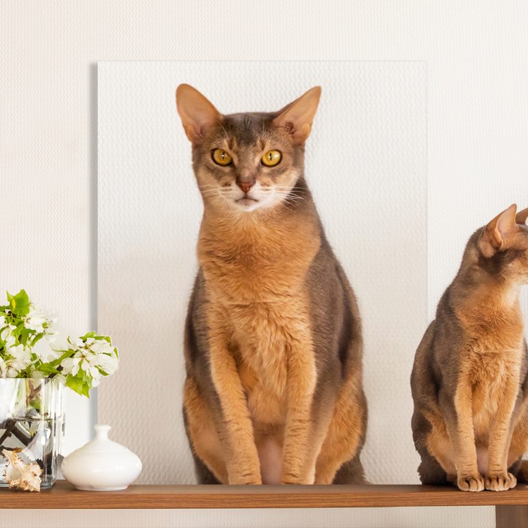 Pet-Portraits-Canvas Pet-Portraits-Canvas